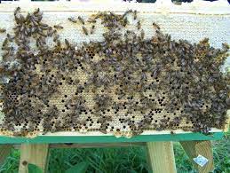 local-berean-beekeepers