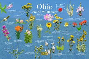 Ohio Flowers for Your Lawn